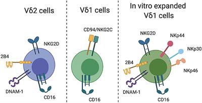 What Can Gamma Delta T Cells Contribute to an HIV Cure?